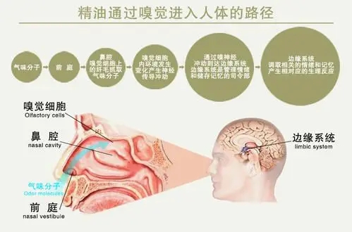 精油护肤、芳香疗法真的有用吗？