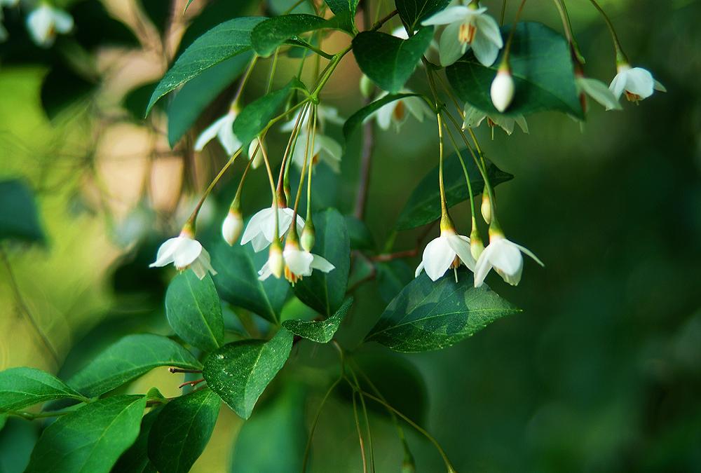 芳疗植物科普 | 安息香